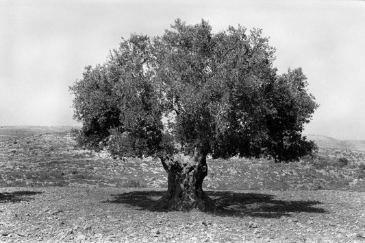 An old olive tree in Kobar Village, 1989, by Joss Dray